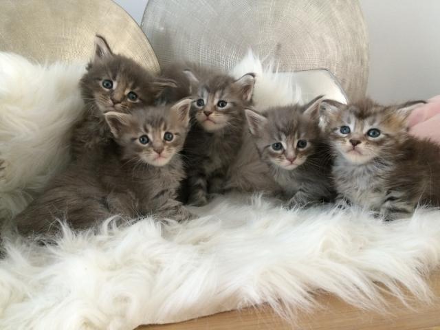 superbe chatons Maine Coon