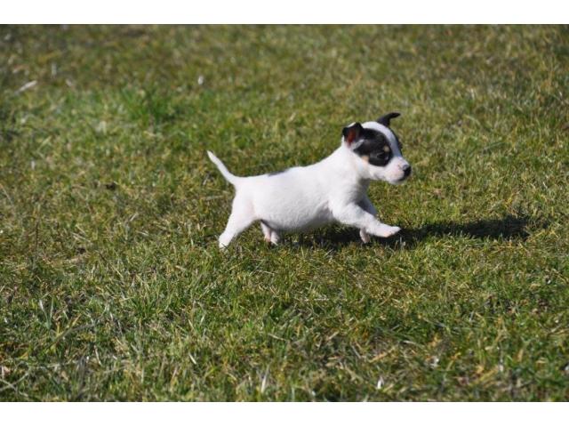 Photo Superbe chiot Jack-Russell pure race image 1/2