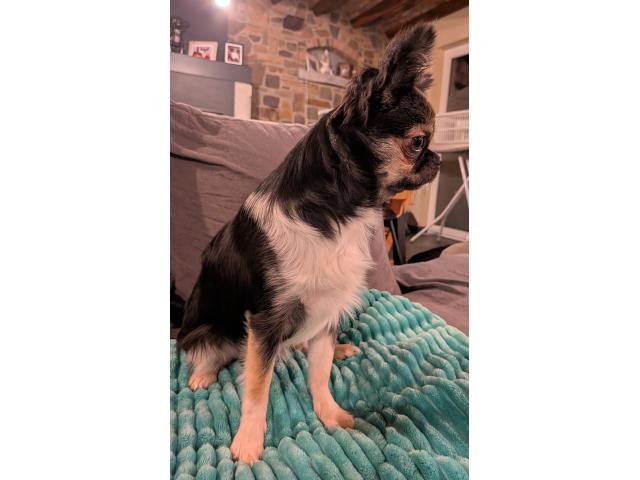 Superbe femelle chihuahua FCI poils longs