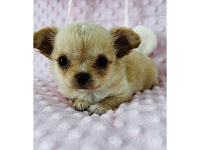 Superbe petite femelle chihuahua