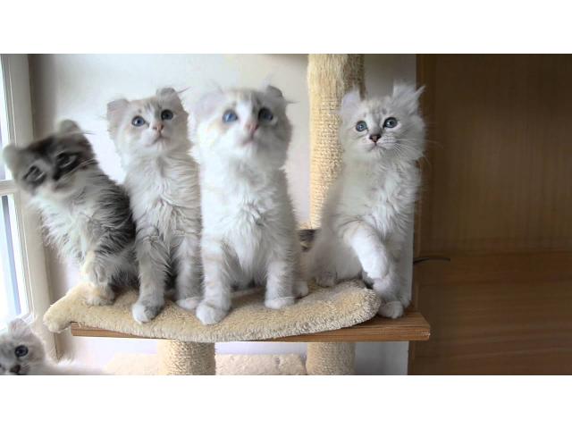 Photo Superbes chatons american curl image 1/3