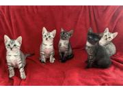 Annonce Superbes chatons mau egyptien