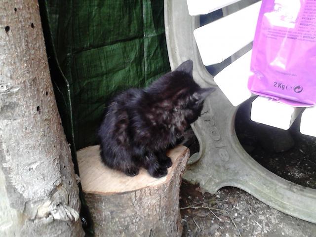 Photo superbes chatons noirs image 1/4