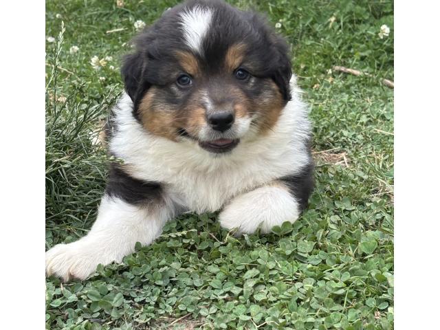 Superbes chiots berger australiens disponibles
