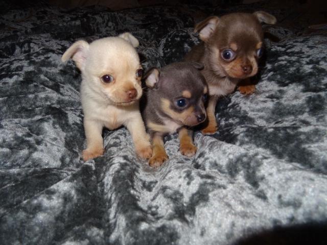 Photo Superbes Chiots Chihuahua Pure Race Poils Courts Taille Standard image 1/2
