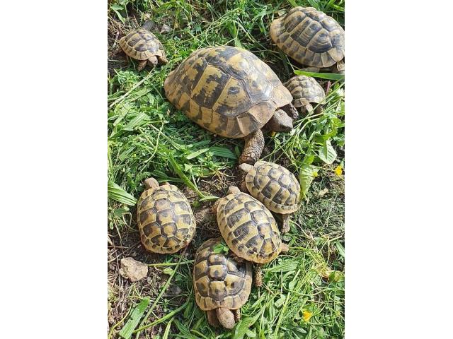 Superbes Tortues terrestres Hermann Testudo Hermanni Hermanni