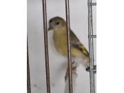 Annonce tarin Magellan