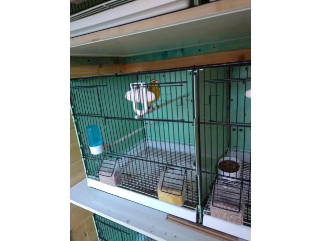 tarin magellan et mozambique bristol