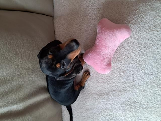 Teckel Mâle Poils Ras Arlequin