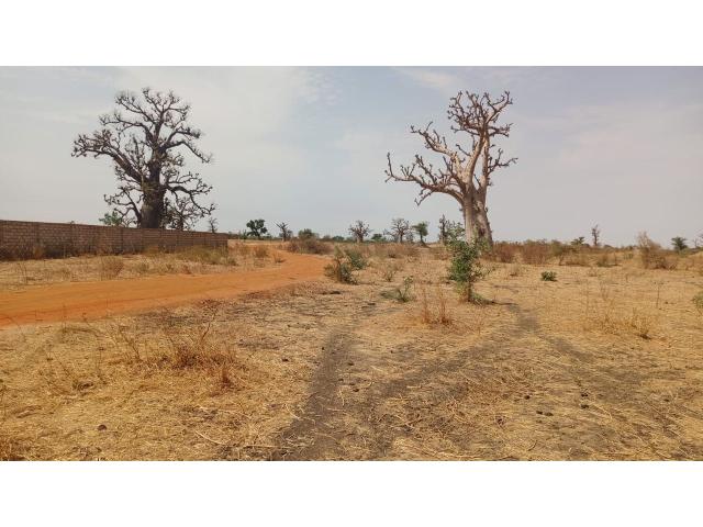 Photo Terrain 1 hectare à vendre à Sandiara Sénégal image 1/3