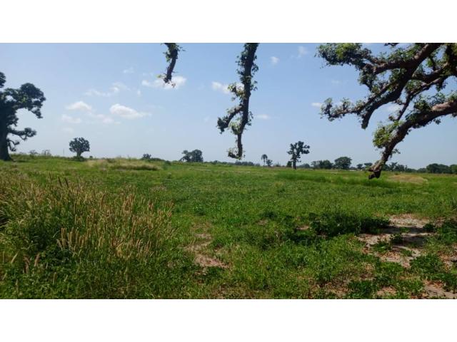 Terrain 2 hectares et demi à Louly Ngomène