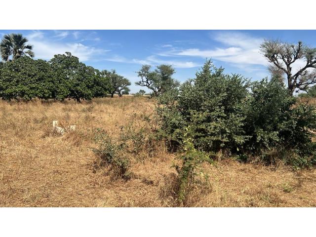 Terrain 300 mètres carrés à vendre à Malicounda Sénégal