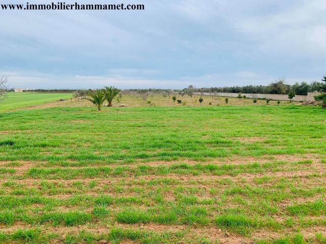 Terrain Agricole Marwen 10000 m² à Sidi Mtir