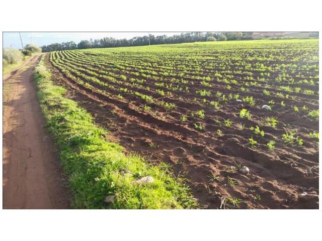 terrain de 8 hectares 80DH M2 à Sidi Rahhal