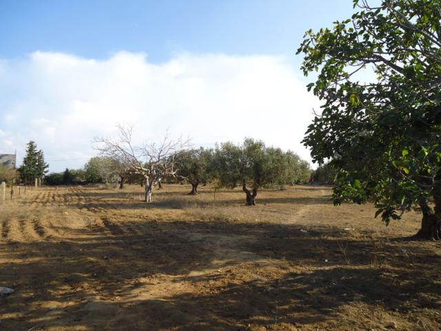 TERRAIN SIDI HAMMED