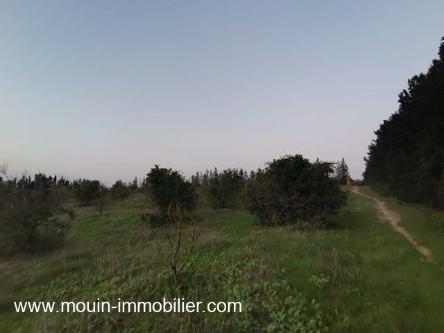 Terrain Sidra T1199 Hammamet Borj Hfaiedh
