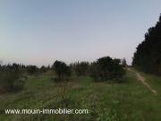 Annonce Terrain Sidra T1199 Hammamet Borj Hfaiedh