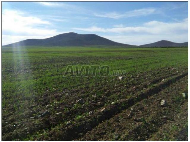 Terrain  titres  50000m2 HAMZA à Marrakech