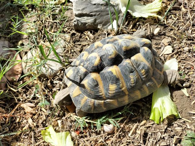 Tortue HERMANN