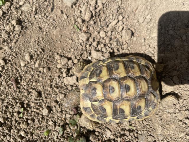 Tortue Hermann