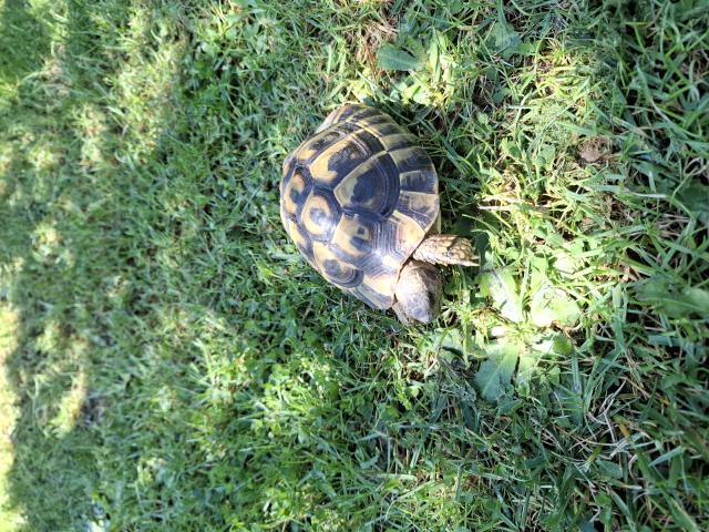 Tortue hermann boettgeri Male