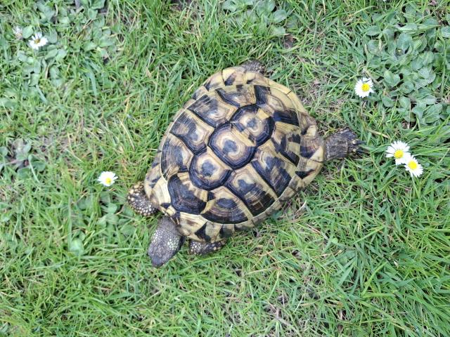 Tortue mâle hermann boettgeri