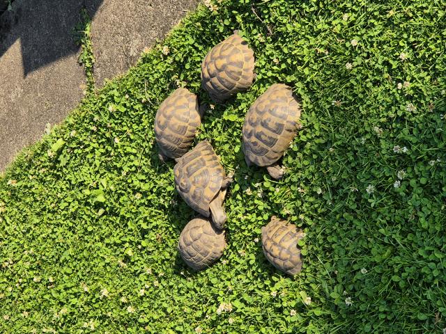 Tortue terrestre