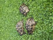 Annonce Tortue terrestre