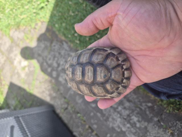 Photo Tortue terrestre marginata image 1/3