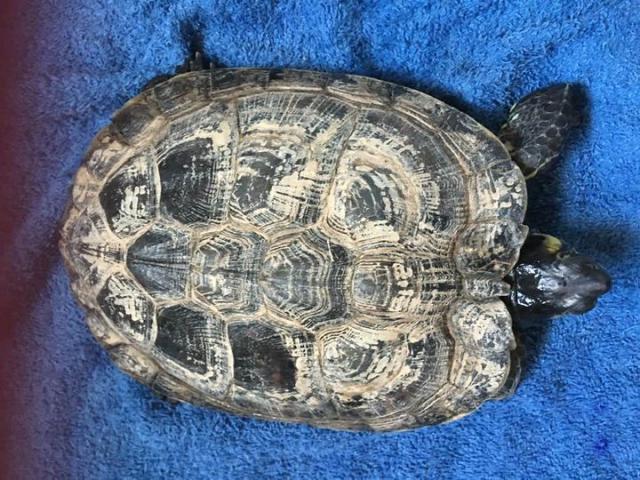 Photo TORTUES image 1/3