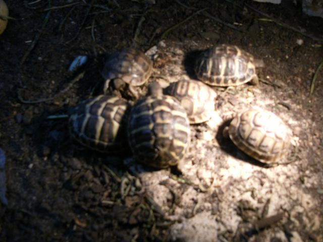 tortues de terre