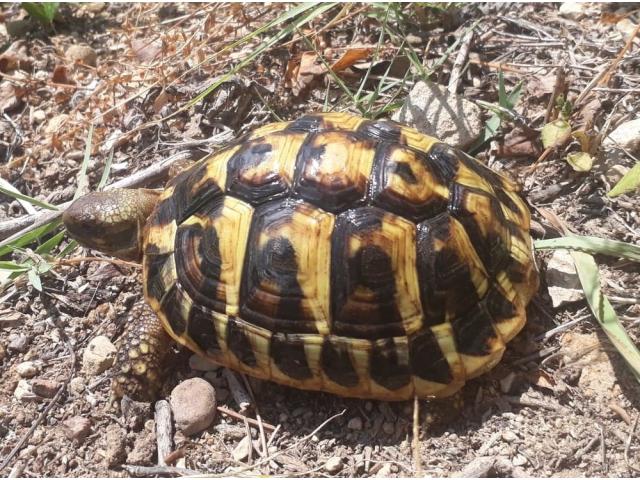 Tortues de terre bébés