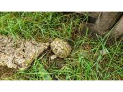 Annonce Tortues Hermann avec documents CITES