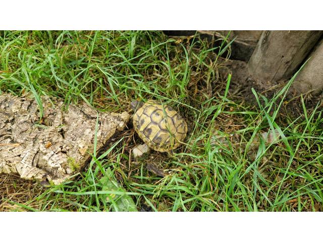 Tortues Hermann avec documents CITES