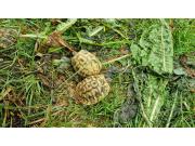 Annonce Tortues Hermann avec documents CITES