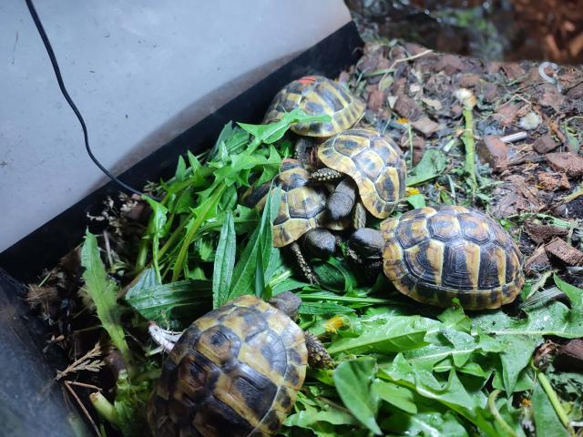 Tortues Hermann Boettgeri