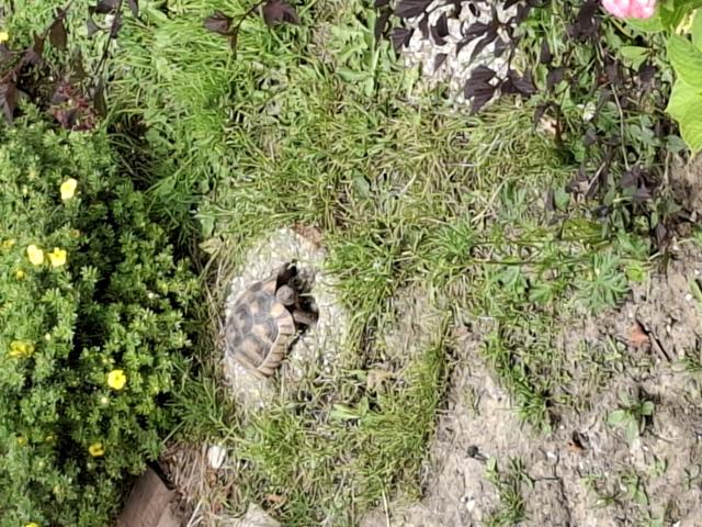 Tortues marginata