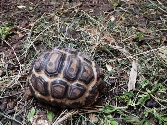 Photo Tortues pardalis image 1/1