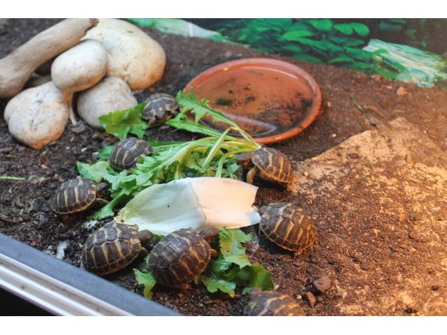 tortues terrestres