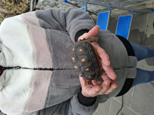 Tortues terrestres carbonaria