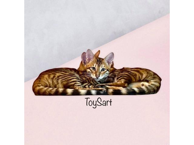 Photo Toyger chatons brown image 1/5