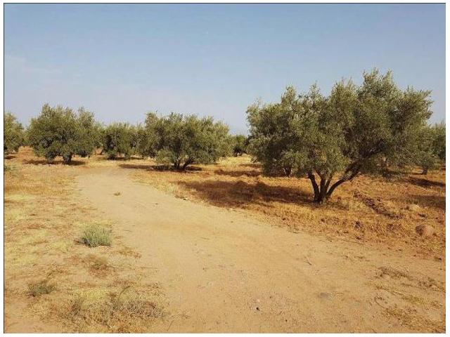 très beau terrain 4 Hectares route D ourika