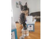 Annonce Trés belle chatte de 1 an en adoption