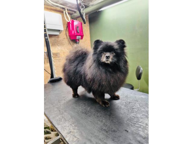 Très belle femelle spitz