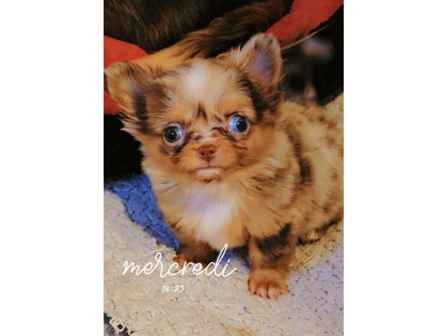 Très jolie petite femelle chihuahua