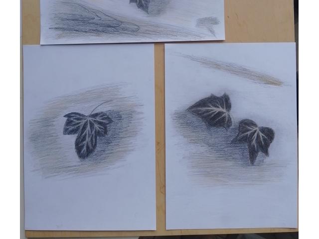 Trois dessins de lierre sont à vendre