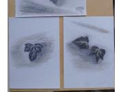 Annonce Trois dessins de lierre sont à vendre