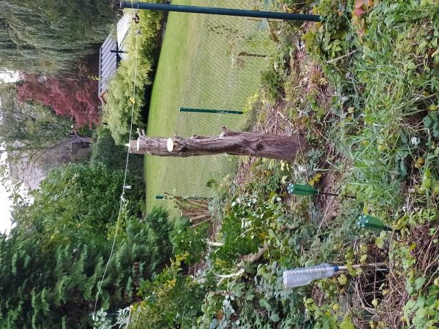 Tronc d'arbre