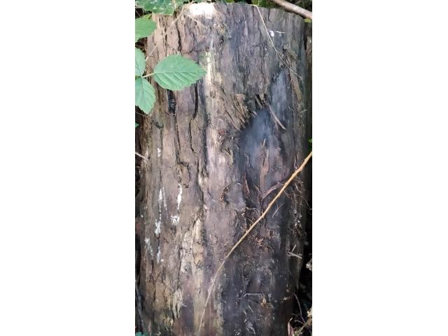 Photo Tronc d'arbre 45 cm diamètre. image 1/1