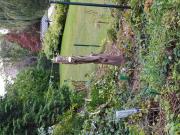 Annonce Tronc d'arbre